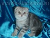 Шотландские котята мраморных и вискасных окрасов!