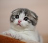 Шотландские котята для Вас