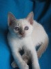 .тайские котята.