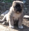Щенки кавказской овчарки с отличной родословной от охранных производителей