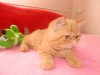 Продажа плюшевых экзотических короткошерстных и персидских котят