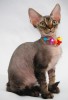котик девон-рекс