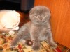 Котята Шотланские рямоухие и Вислоухие
