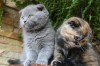 Шотландские котята ,очень ласковые друзья.