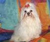 .Предлагаю на вязку Maltese (мальтийская болонка) красивого кобеля.