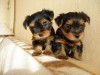 Продам щенков йоркширского терьера