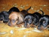 продам щенков карликовой таксы
