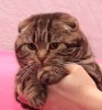 Продам шотландского вислоухого котика