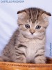 Шотландские котята в питомнике Castello Rossi. Интересные окрасы. Привиты, документы, доставка