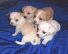 чихуахуа  щенки  мальчишки