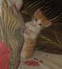 Очаровательный  КОТЁНОЧЕК!