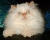 .Клубные персидские колорные котята.