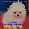 Щенки померанского шпица (мини и стандарт)