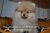 Элитные щенки померанского шпица!