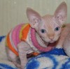 .Котята канадского сфинкса ждут своих новых родителей.