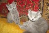 Харьковский питомник предлагает шотландских котят