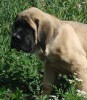 Продаются щенки английского мастифа