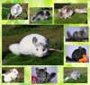 Шиншиллы собственного разведения