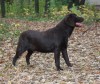 шоколадный лабрадор