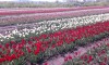 .Срочно требуются мамы в декрете,студенты,пенсионеры и домохозяйки!.