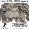 .Продам жмых подсолнечника.