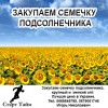 .Закупаем семечку подсолнечника.