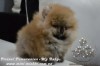 Элитные щенки карликового померанского шпица от питомника «My Baby»