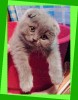 .Котята британские и шотландские. Шикарный плюш!.
