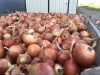 .Компания-производитель Greenwill реализует лук репчатый урожая 2016 г..
