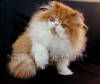 .Замечательные котята из питомника *Pride Demur*.