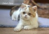 .Шотландские котята.
