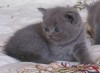 Котята Британские,Скотиш-Страйт
