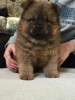 продам щенков чау-чау