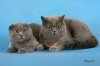 Продаю Шотландских вислоухих и прямоухих котят!!!