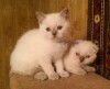 Шотландские котята по приемлемым ценам