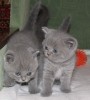 Котята Британские,Скотиш-страйт,Скотиш-фолд