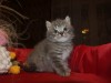 Элитные шотланские вислоухие котята