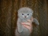 Продаются шикарные котята