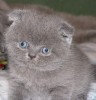 Котята Британские,Скотиш-страйт и фолд