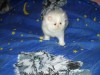 Котята персидские