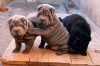 Шар-пей щенки различного возраста голубого,черного,кремового и красного окраса.Питомник РИШЕЛЬЕ.