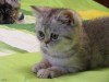 Котята Британские вискасного окраса