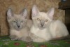 Тонкинские котята