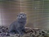 шотладские вислоухие котята