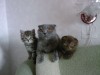 Шотландские вислоухие котята