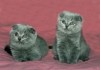 Продаются вислоухие  котята