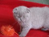 Котята Британские,Скотиш-страйт и фолд
