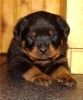 Продам щенков породы ротвейлер