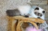 Продам персидских и экзотических котят