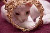.Донские сфинксы котята различных окрасов.